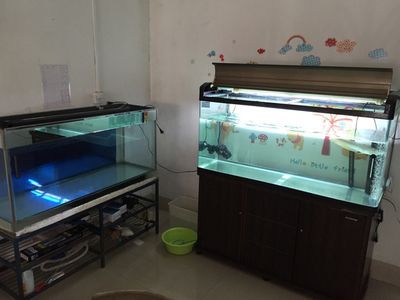 專業養龍魚缸需要配備一些什么東西：專業養龍魚缸所需配備的一些主要物品