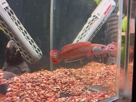 藍底過背金龍魚價格及圖片：探索藍底過背金龍魚的奧秘