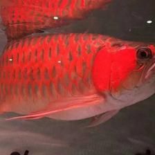 紅龍魚的發色與其生活的光照環境密切相關，紅龍魚用黃燈有用嗎：紅龍魚使用黃燈有用嗎