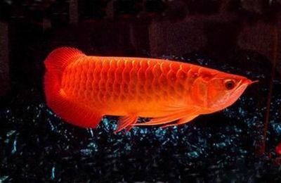 紅龍魚的發色與其生活的光照環境密切相關，紅龍魚用黃燈有用嗎：紅龍魚使用黃燈有用嗎