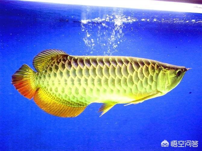 金龍魚養(yǎng)多大才能變色