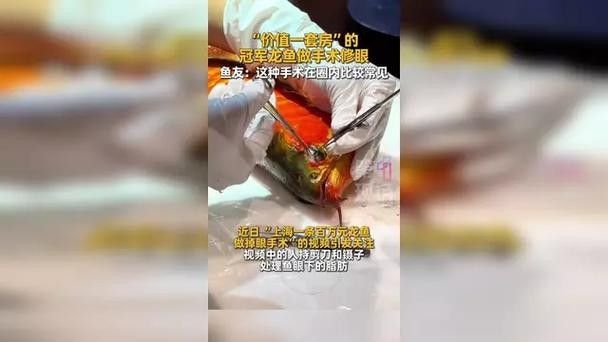 龍魚(yú)的視頻和圖片