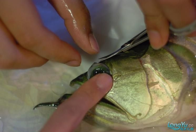 龍魚(yú)的視頻和圖片