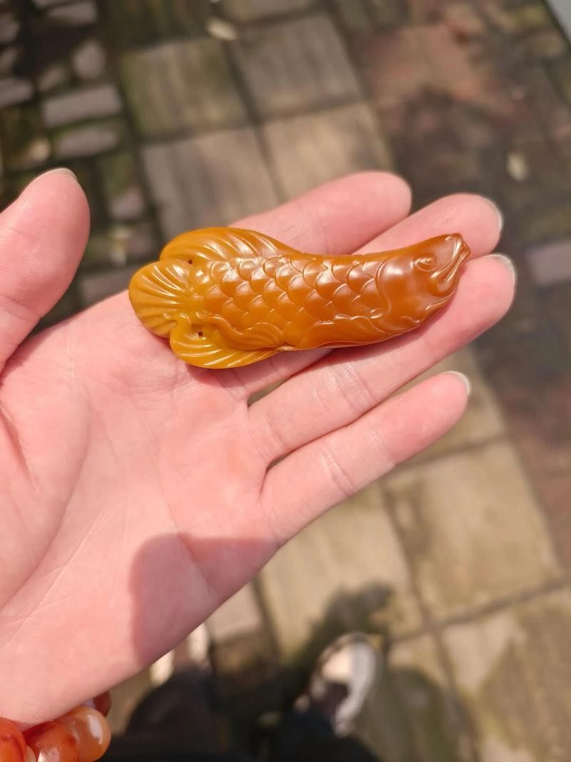 龍魚(yú)的視頻和圖片