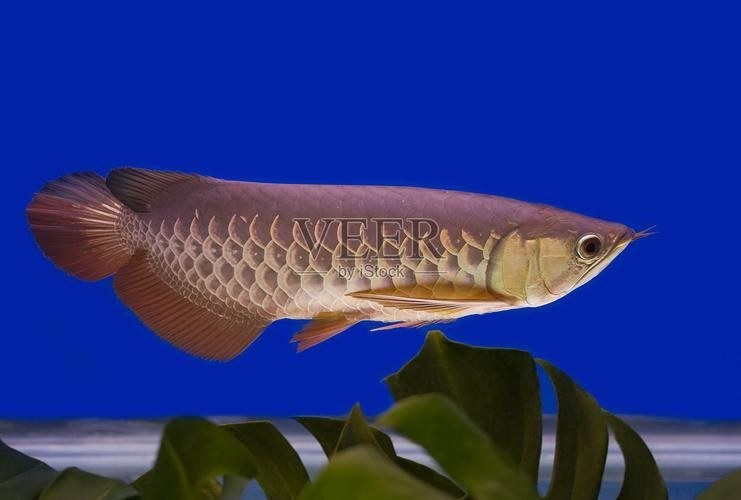 龍魚(yú)的視頻和圖片
