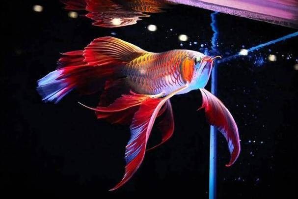 龍魚(yú)的視頻和圖片