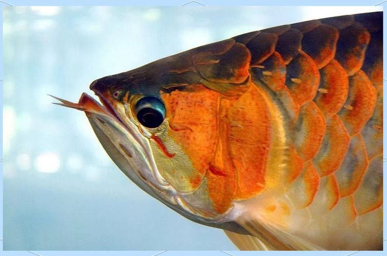 龍魚(yú)的視頻和圖片