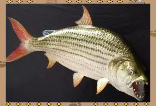 金老虎魚算虎魚嗎