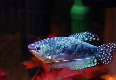 龍魚變色要多長時間才能好起來：龍魚變色恢復時間受哪些因素影響