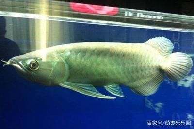 龍魚便宜品種：相對較為便宜的龍魚品種及其特點銀龍魚品種及其特點