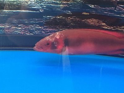 胭脂孔雀龍魚最佳飼養環境：胭脂孔雀龍魚的飼養技巧