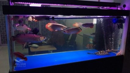 胭脂孔雀龍魚最佳飼養環境：胭脂孔雀龍魚的飼養技巧