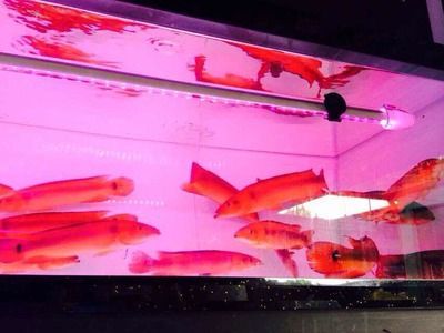 胭脂孔雀龍魚最佳飼養環境：胭脂孔雀龍魚的飼養技巧