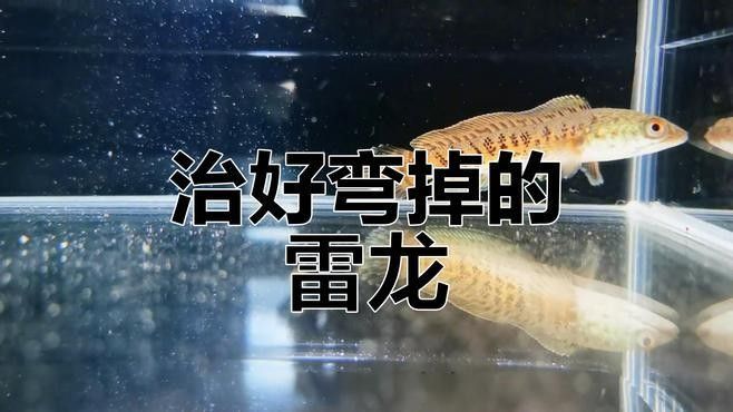 龍魚身體彎曲能否完全恢復(fù)？