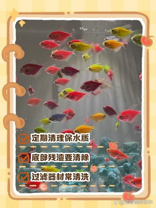 火龍魚可以和什么魚混養呢圖片