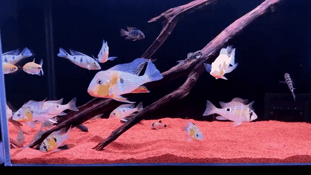 火龍魚可以和什么魚混養呢圖片