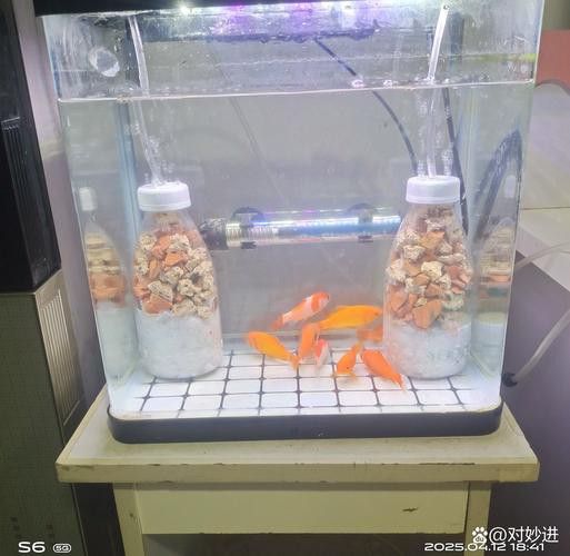火龍魚可以和什么魚混養呢圖片