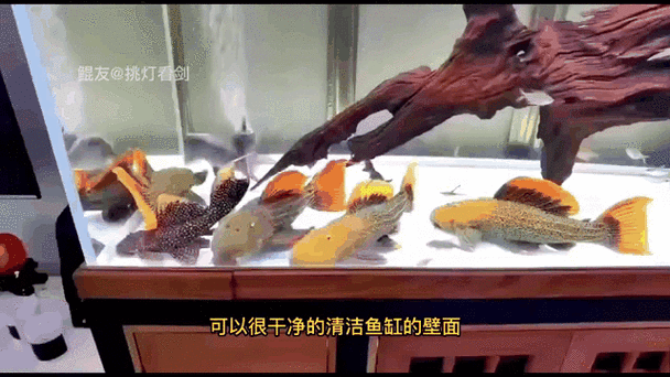 火龍魚可以和什么魚混養呢圖片