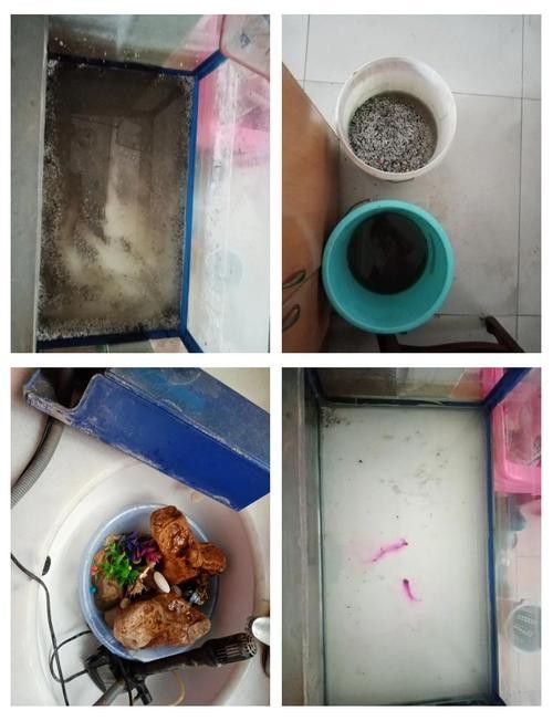 火龍魚可以和什么魚混養呢圖片