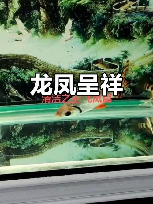 火龍魚可以和什么魚混養呢圖片
