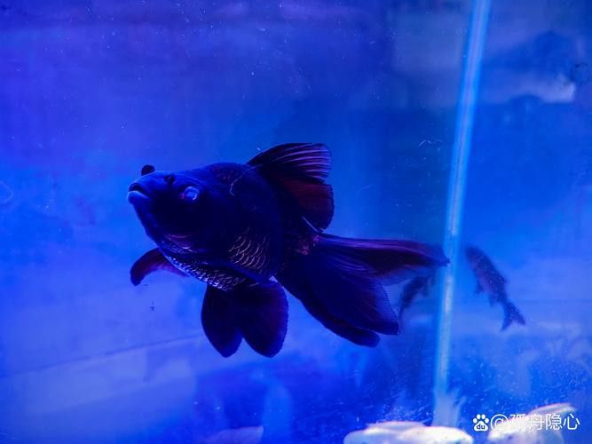 火龍魚可以和什么魚混養呢圖片
