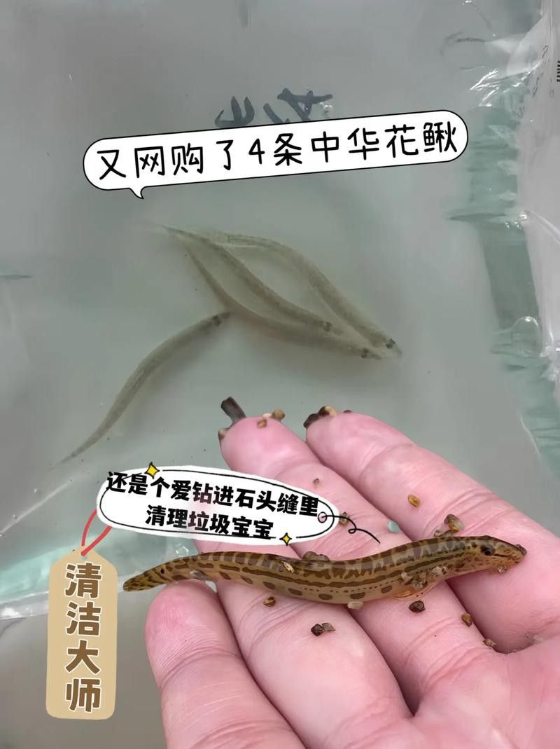 火龍魚可以和什么魚混養呢圖片