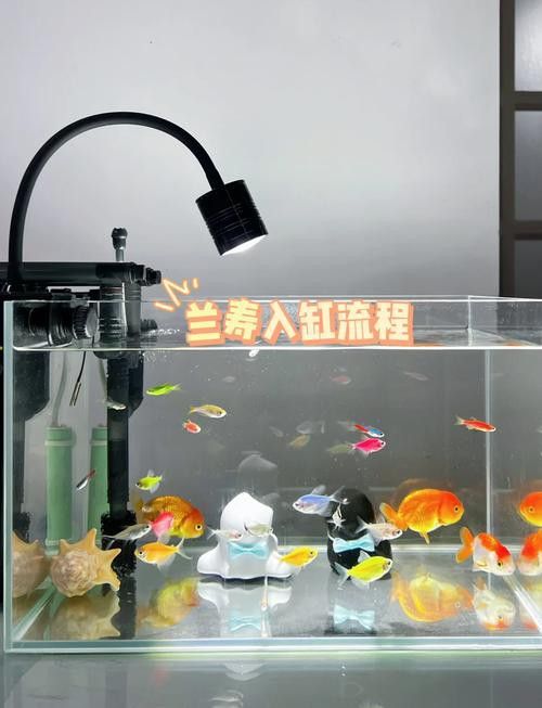 火龍魚可以和什么魚混養呢圖片