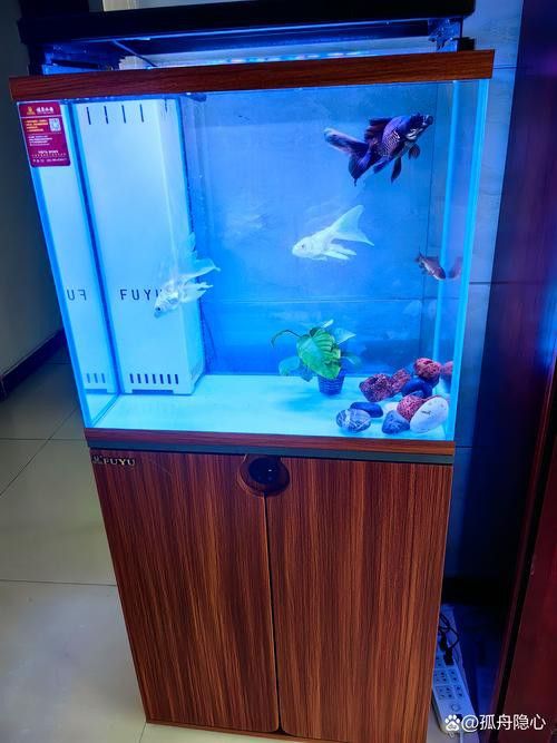 火龍魚可以和什么魚混養呢圖片