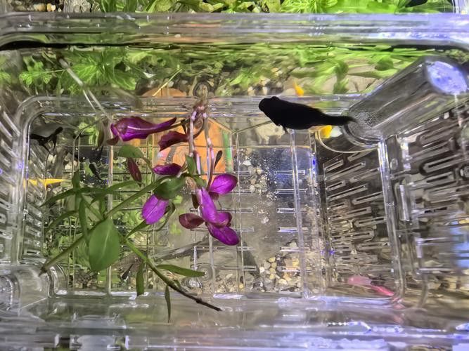 火龍魚可以和什么魚混養呢圖片