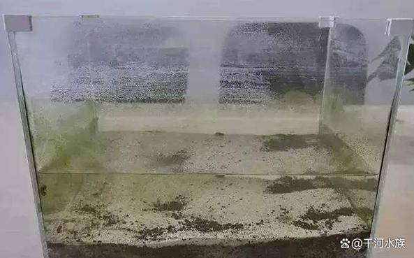 火龍魚可以和什么魚混養呢圖片