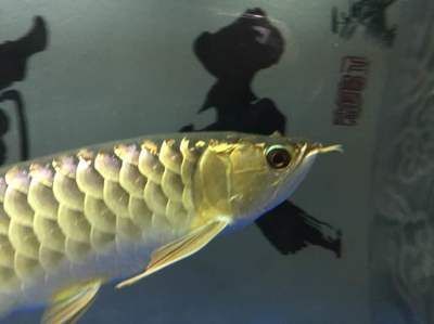 龍魚頭上長疙瘩（龍魚頭上長疙瘩可能由多種因素引起）