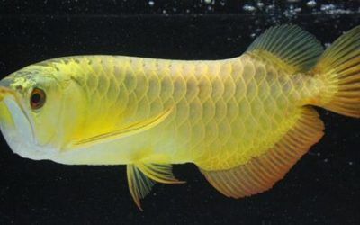 金龍魚有多貴？