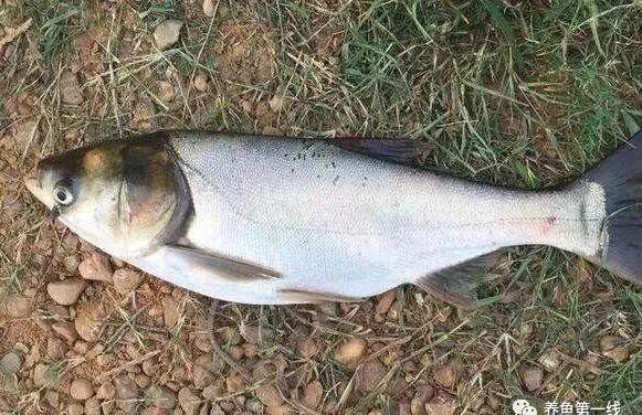 細(xì)線銀板魚苗混養(yǎng)食物搭配指南：細(xì)線銀板魚苗的混養(yǎng)食物搭配需考慮多種因素，混養(yǎng)時食物搭配需考慮多種因素