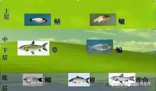 細線銀板魚苗混養(yǎng)食物搭配指南：細線銀板魚苗的混養(yǎng)食物搭配需考慮多種因素，混養(yǎng)時食物搭配需考慮多種因素