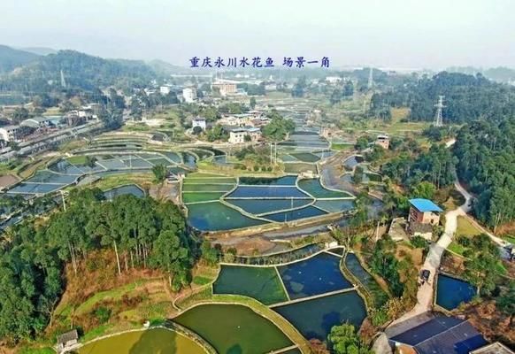 細(xì)線銀板魚苗混養(yǎng)食物搭配指南：細(xì)線銀板魚苗的混養(yǎng)食物搭配需考慮多種因素，混養(yǎng)時食物搭配需考慮多種因素