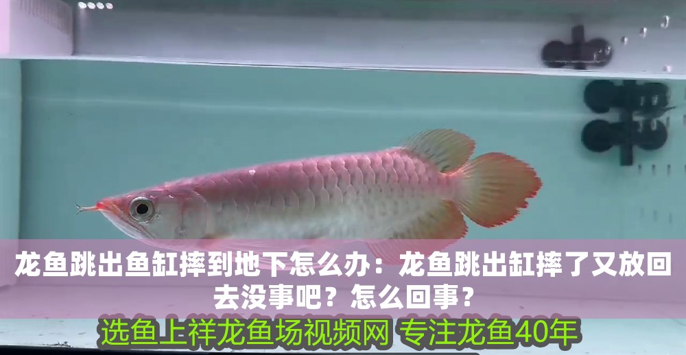 龍魚跳出魚缸摔到地下怎么辦：龍魚跳出缸摔了又放回去沒事吧？怎么回事？