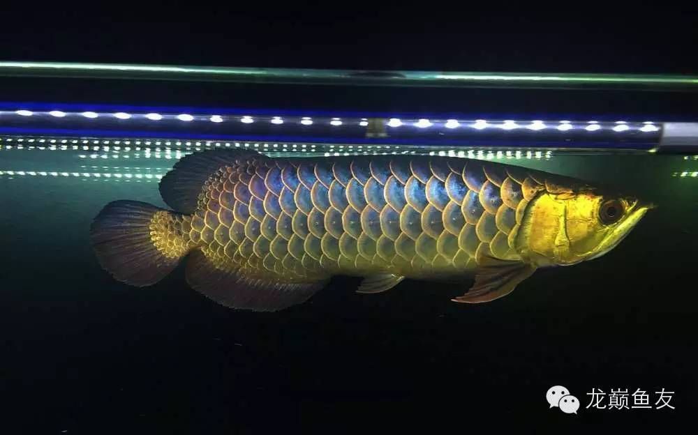 金龍魚頭部金線有個小洞正常嗎：金龍魚頭部有個小洞正常嗎