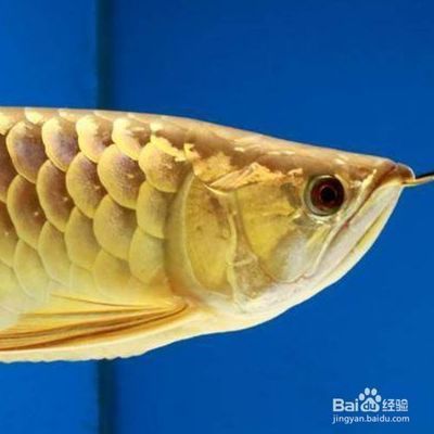 金龍魚不吃食的原因及解決方法：金龍魚不吃食怎么辦