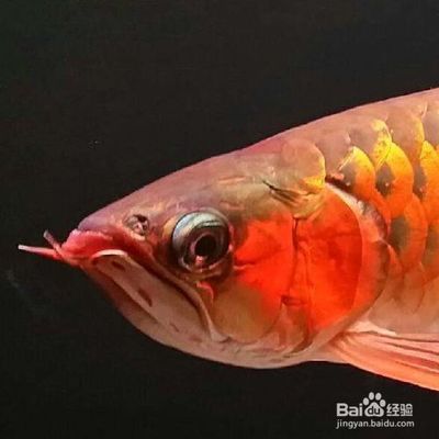金龍魚不吃食的原因及解決方法：金龍魚不吃食怎么辦