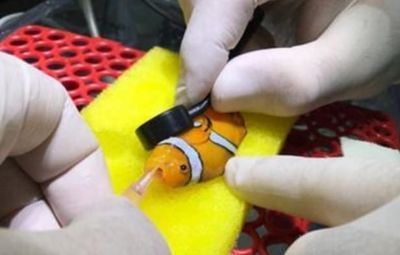 金龍魚內蒙眼怎么治：金龍魚蒙眼怎么辦