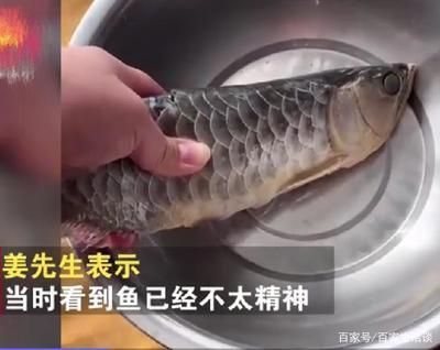 金龍魚內蒙眼怎么治：金龍魚蒙眼怎么辦