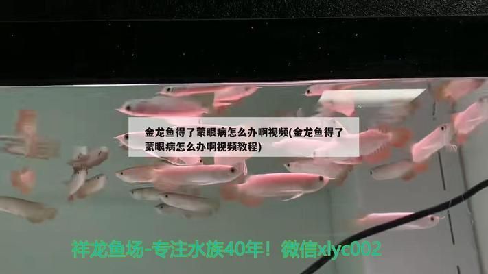 金龍魚內蒙眼怎么治：金龍魚蒙眼怎么辦