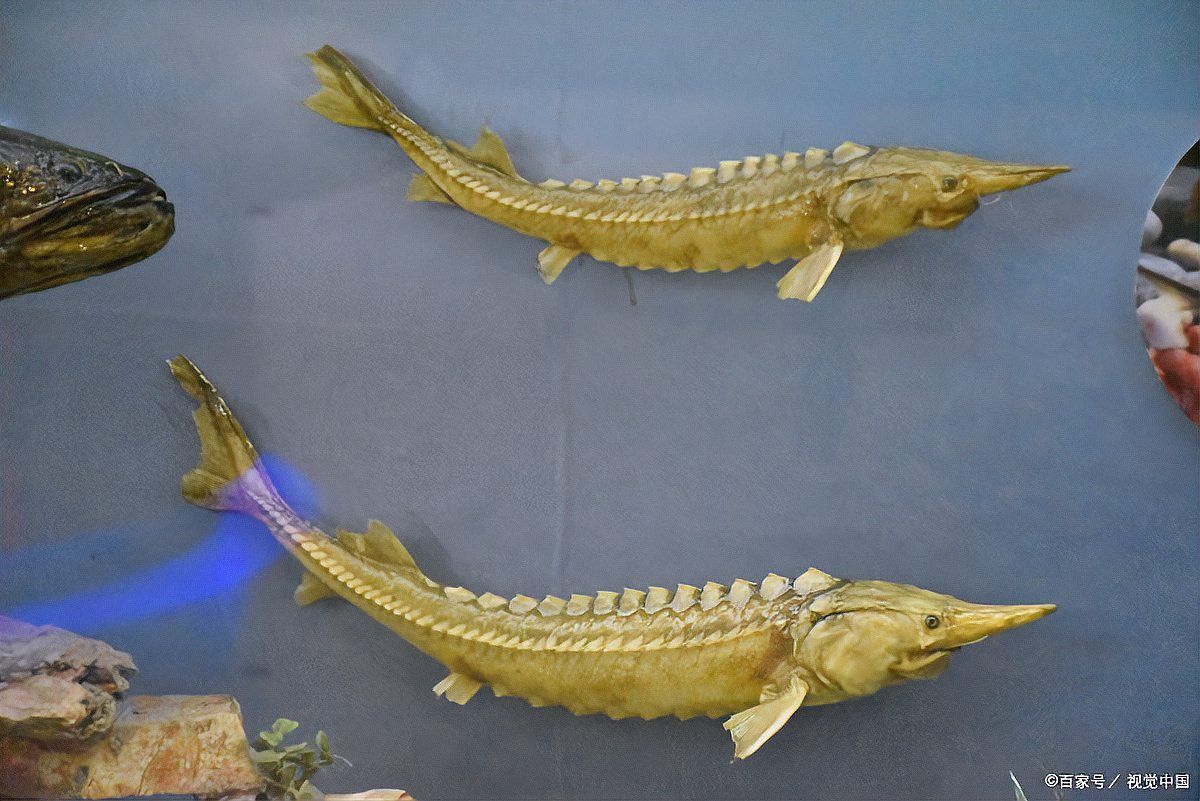 虎皮恐龍魚冬天要加溫嗎多少度可以養(yǎng)