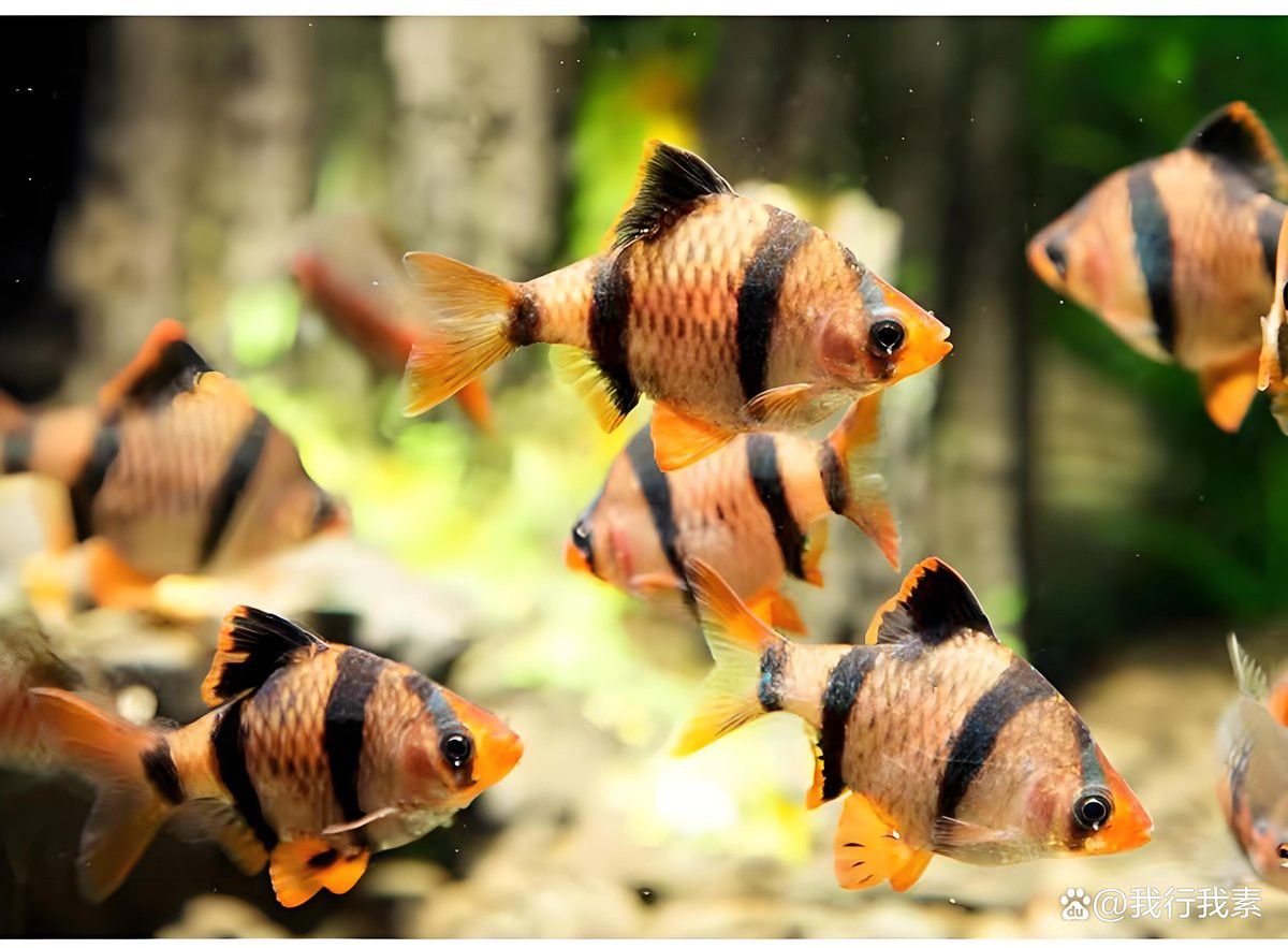 虎皮恐龍魚冬天要加溫嗎多少度可以養(yǎng)