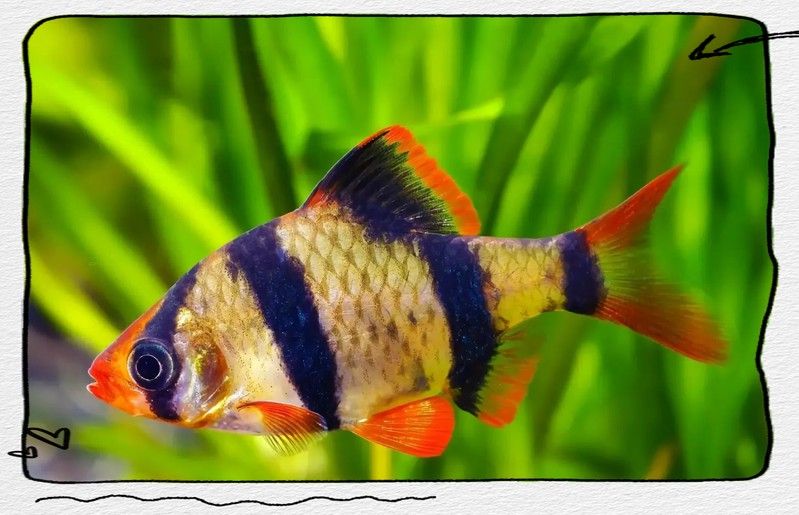 虎皮恐龍魚冬天要加溫嗎多少度可以養(yǎng)