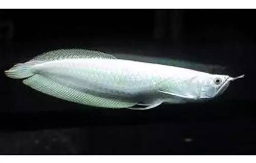 世界最貴的金龍魚是什么（世界上最貴的金龍魚）