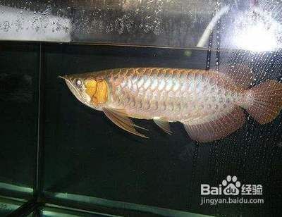 紅龍魚入缸（紅龍魚入缸指南）