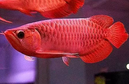 如何判斷深海紅龍魚的年齡？
