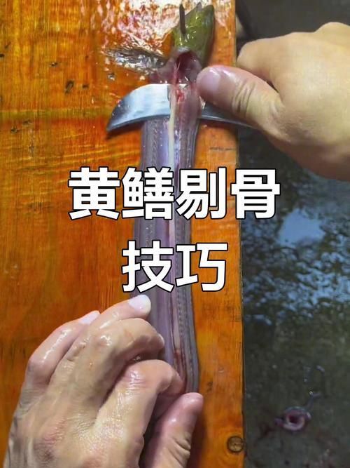鰻魚去刺圖解