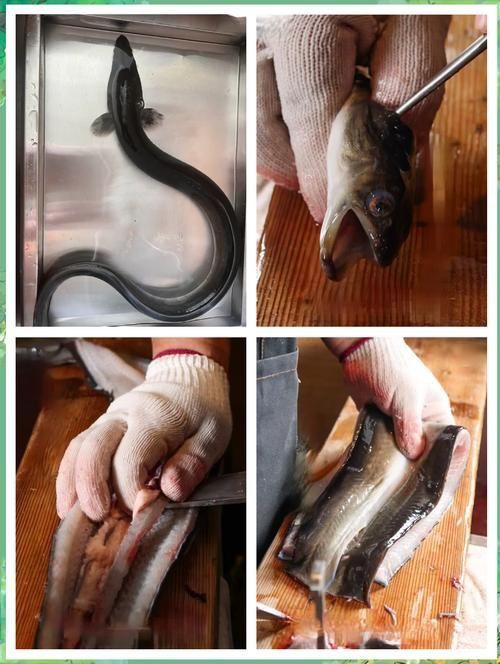 鰻魚去刺圖解